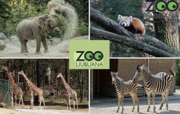 zoolju