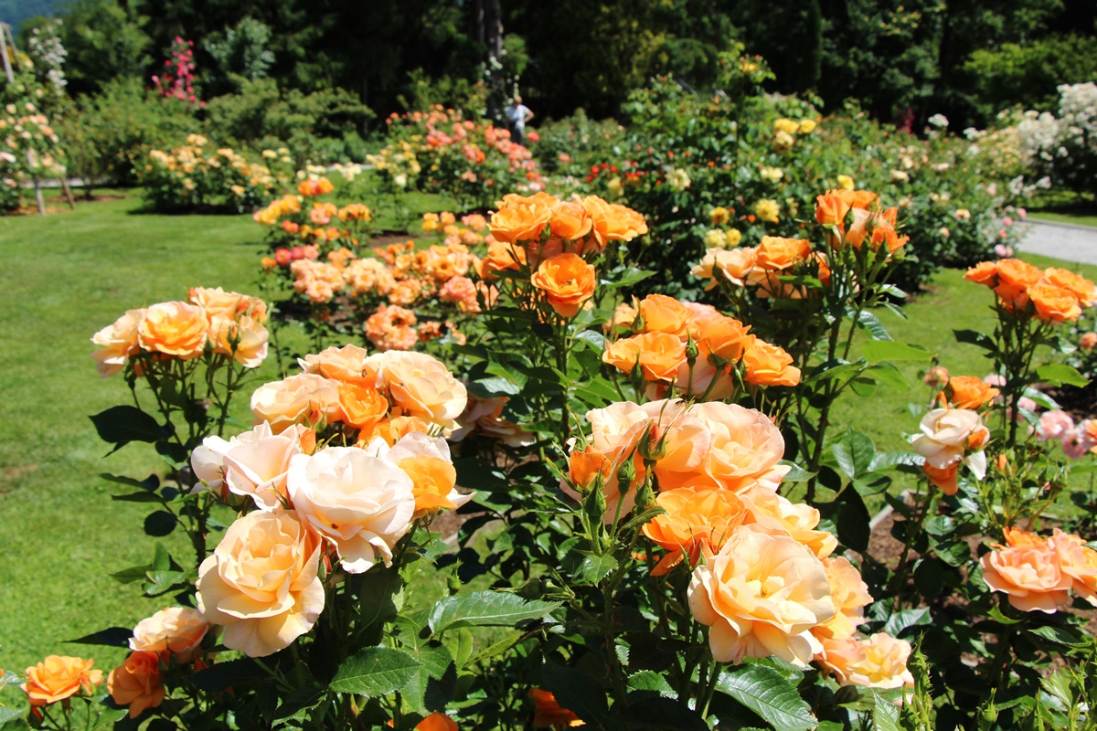 vrtnice-2019-©foto-Mateja-Račevski-051