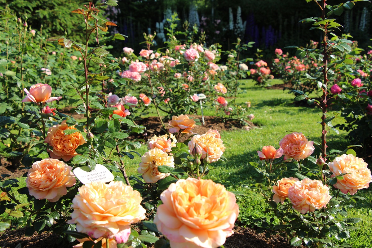 vrtnice©foto-Mateja-Racevski-018